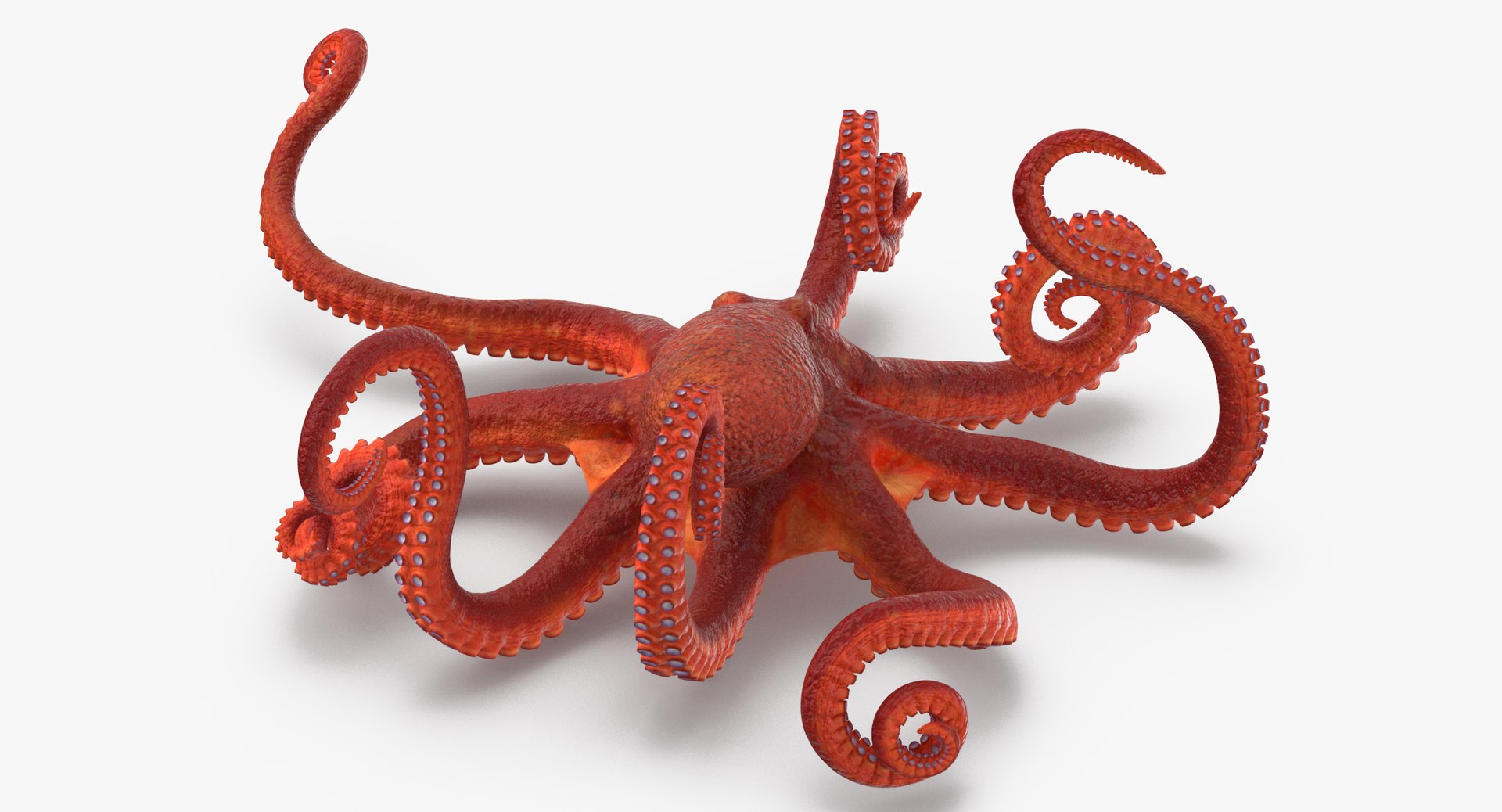 octopus rigged - max https://p.turbosquid.com/ts-thumb/Lz/xw8m8g/P5YrjOLO/octopus_pixelsquid_signaturepose_001_thumbnail_0004/jpg/1480321017/1920x1080/fit_q87/ba9d96799269719a5dc6e490a2ba2d9c3ebeb872/octopus_pixelsquid_signaturepose_001_thumbnail_0004.jpg