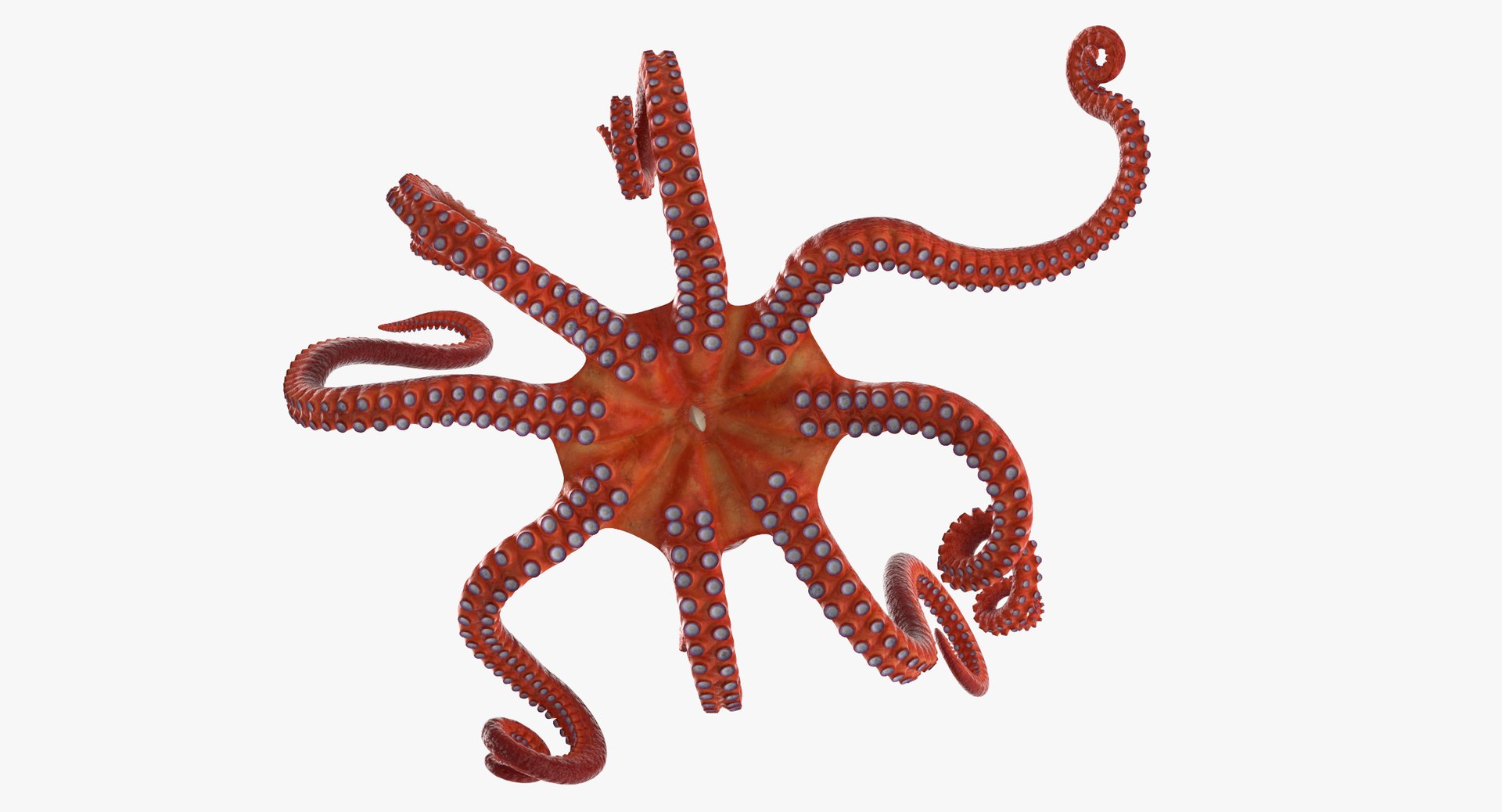 octopus rigged - max https://p.turbosquid.com/ts-thumb/Lz/xw8m8g/UjM9m55B/octopus_pixelsquid_signaturepose_001_thumbnail_0008/jpg/1480321017/1920x1080/fit_q87/89c7d981121a7833e003f600c6d555b37f4f7772/octopus_pixelsquid_signaturepose_001_thumbnail_0008.jpg