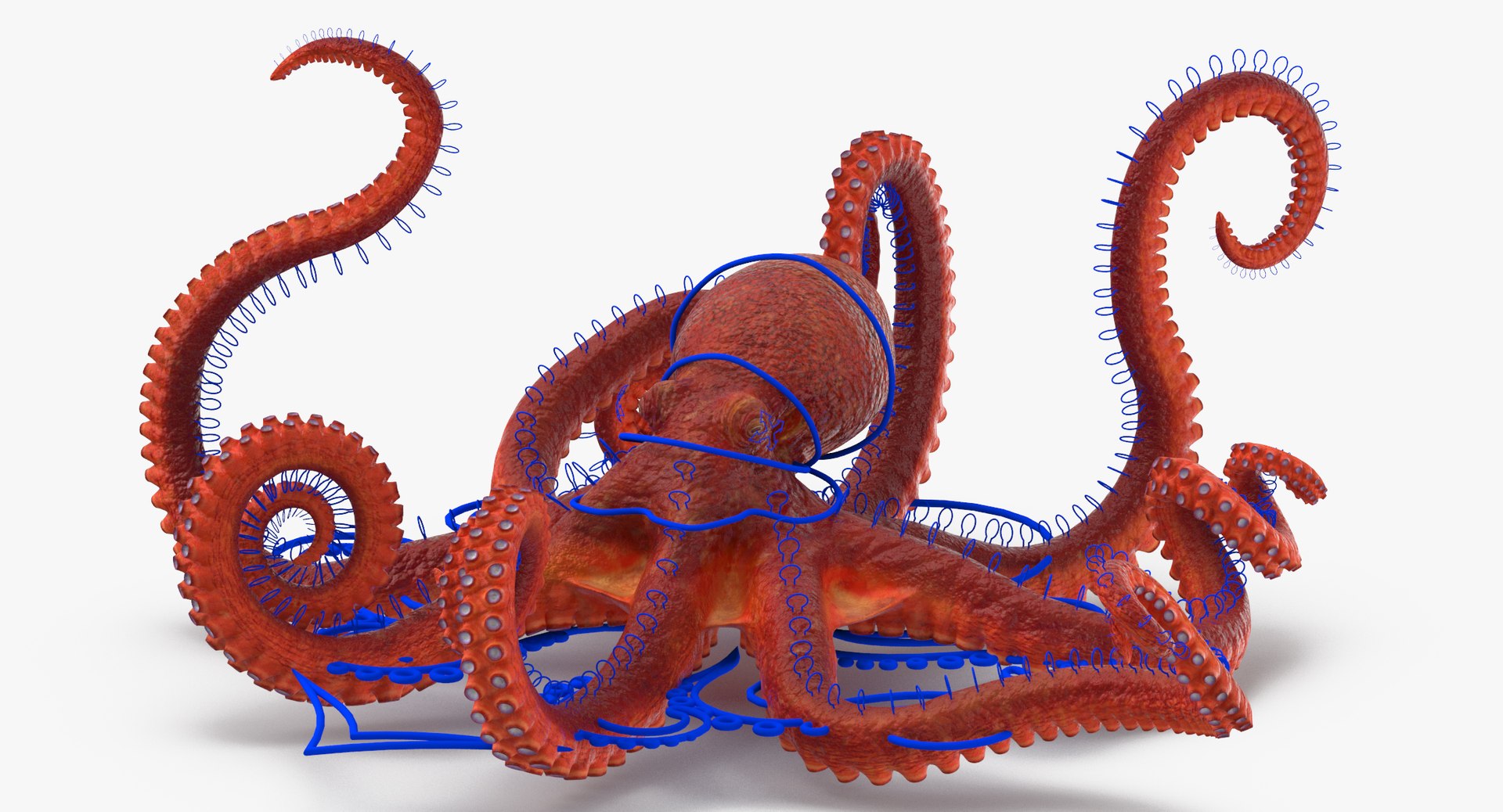 octopus rigged - max https://p.turbosquid.com/ts-thumb/Lz/xw8m8g/YQQiBqDw/octopus_pixelsquid_signaturepose_001_thumbnail_controller_0006/jpg/1480321017/1920x1080/fit_q87/d6b2bad222db82928beb893b216f4982f7ac5419/octopus_pixelsquid_signaturepose_001_thumbnail_controller_0006.jpg