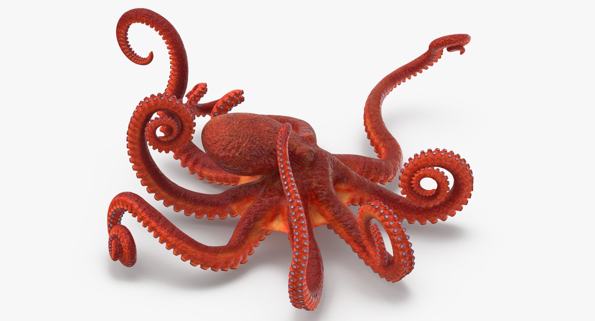 octopus rigged - max https://p.turbosquid.com/ts-thumb/Lz/xw8m8g/bFwfiZT3/octopus_pixelsquid_signaturepose_001_thumbnail_0003/jpg/1480321017/1920x1080/fit_q87/6e24c302600177bfeb563904381e916581b39a66/octopus_pixelsquid_signaturepose_001_thumbnail_0003.jpg