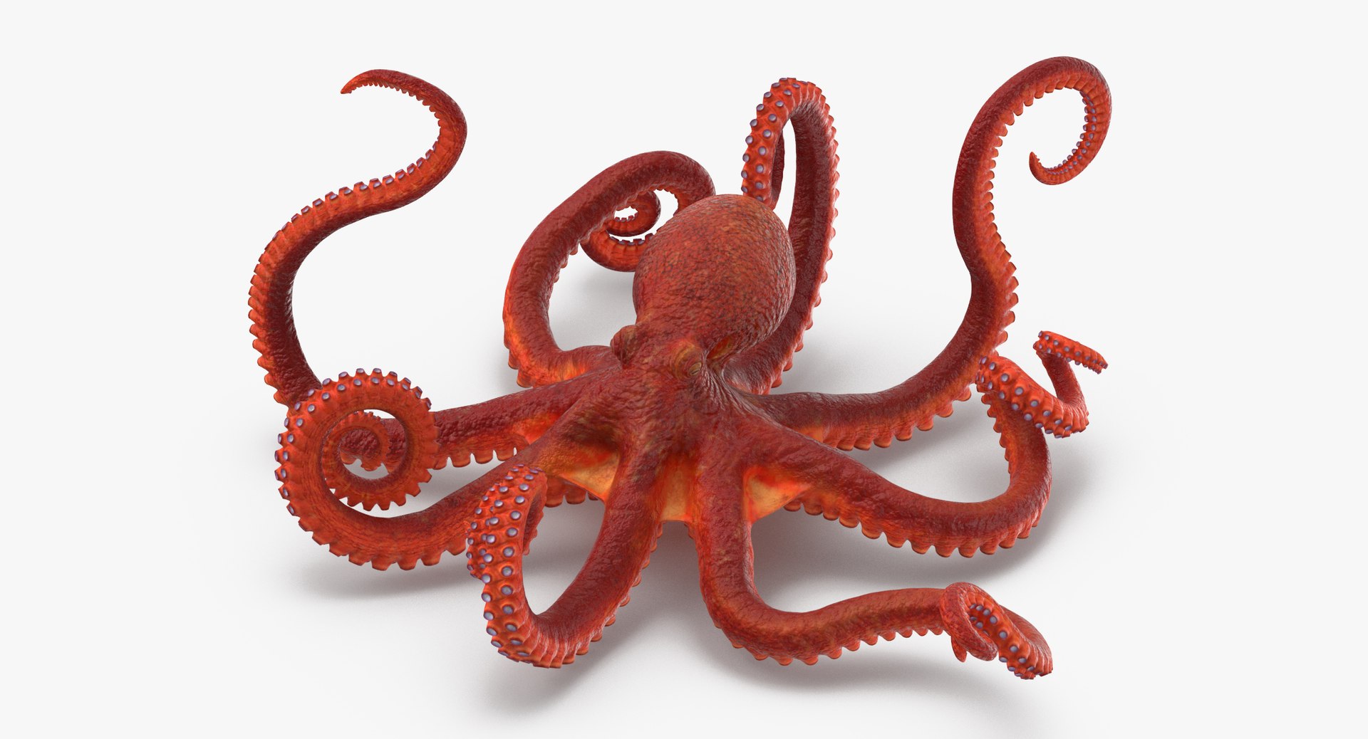 octopus rigged - max https://p.turbosquid.com/ts-thumb/Lz/xw8m8g/gpbNXaFW/octopus_pixelsquid_signaturepose_001_thumbnail_0001/jpg/1480321017/1920x1080/fit_q87/369ec16ba7cf6b4b0e6ab0ddbedb6beffa3b4588/octopus_pixelsquid_signaturepose_001_thumbnail_0001.jpg
