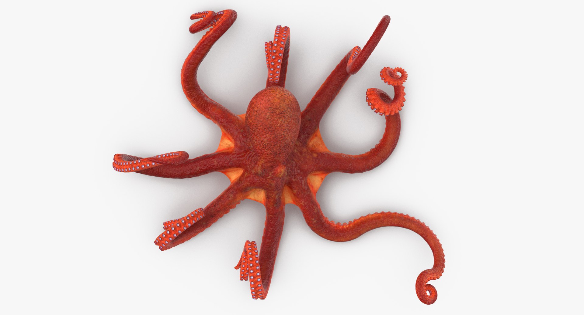 octopus rigged - max https://p.turbosquid.com/ts-thumb/Lz/xw8m8g/k4vYkkse/octopus_pixelsquid_signaturepose_001_thumbnail_0007/jpg/1480321017/1920x1080/fit_q87/103bd203ee69a8cd4edd702c8557b9ac220778d6/octopus_pixelsquid_signaturepose_001_thumbnail_0007.jpg