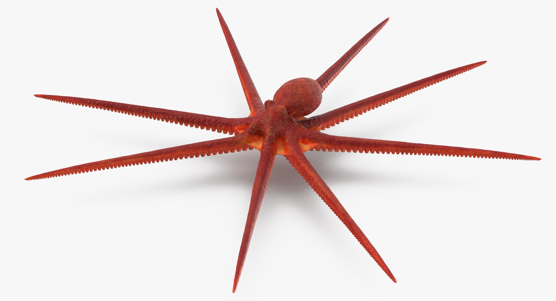 octopus rigged - max https://p.turbosquid.com/ts-thumb/Lz/xw8m8g/n3LR1c9X/octopus_pixelsquid_signaturepose_001_thumbnail_straight0001/jpg/1480321017/1920x1080/fit_q87/c09f2537453f0bf5627126b6e7f04b1ebe8e64d8/octopus_pixelsquid_signaturepose_001_thumbnail_straight0001.jpg