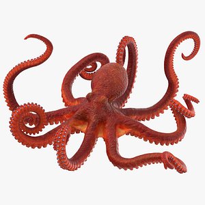 octopus rigged - max