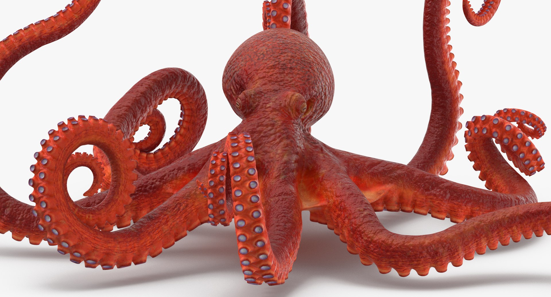 octopus rigged - max https://p.turbosquid.com/ts-thumb/Lz/xw8m8g/ztIJZzwb/octopus_pixelsquid_signaturepose_001_thumbnail_0009/jpg/1480321017/1920x1080/fit_q87/a43aef8e5097d8835316e4045b23a7265ff49337/octopus_pixelsquid_signaturepose_001_thumbnail_0009.jpg