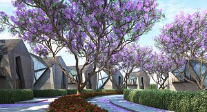 JACARANDA MIMOSIFOLIA 6