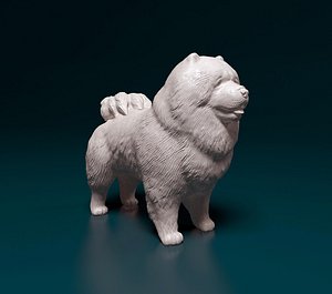 3D Chow Chow dog model