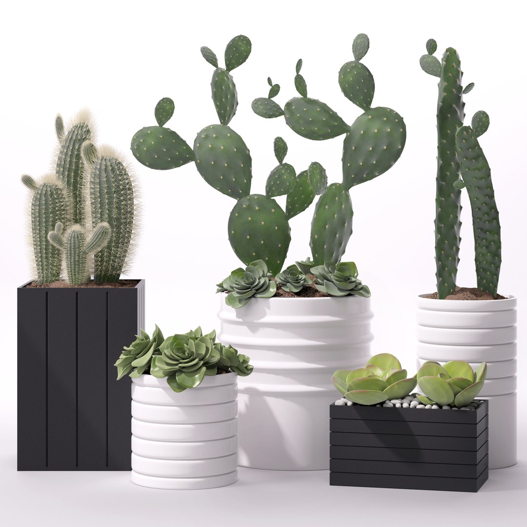 3d model contemporary plant https://p.turbosquid.com/ts-thumb/M0/AoMUid/DBS9uRmX/1/png/1487086806/1920x1080/fit_q87/a98508e4cd605c7a826ae62a37d1a7587ab1f306/1.jpg