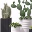 Contemporary plants 3
