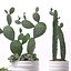 Contemporary plants 3