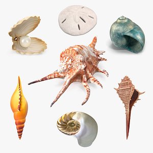 3D Sea Shells Collection 4 model
