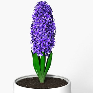 hyacinth 3d model