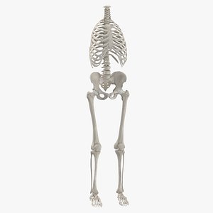 Real Human Rib Cage Spine Male Pelvis and Leg Bones Anatomy 01 White 3D model