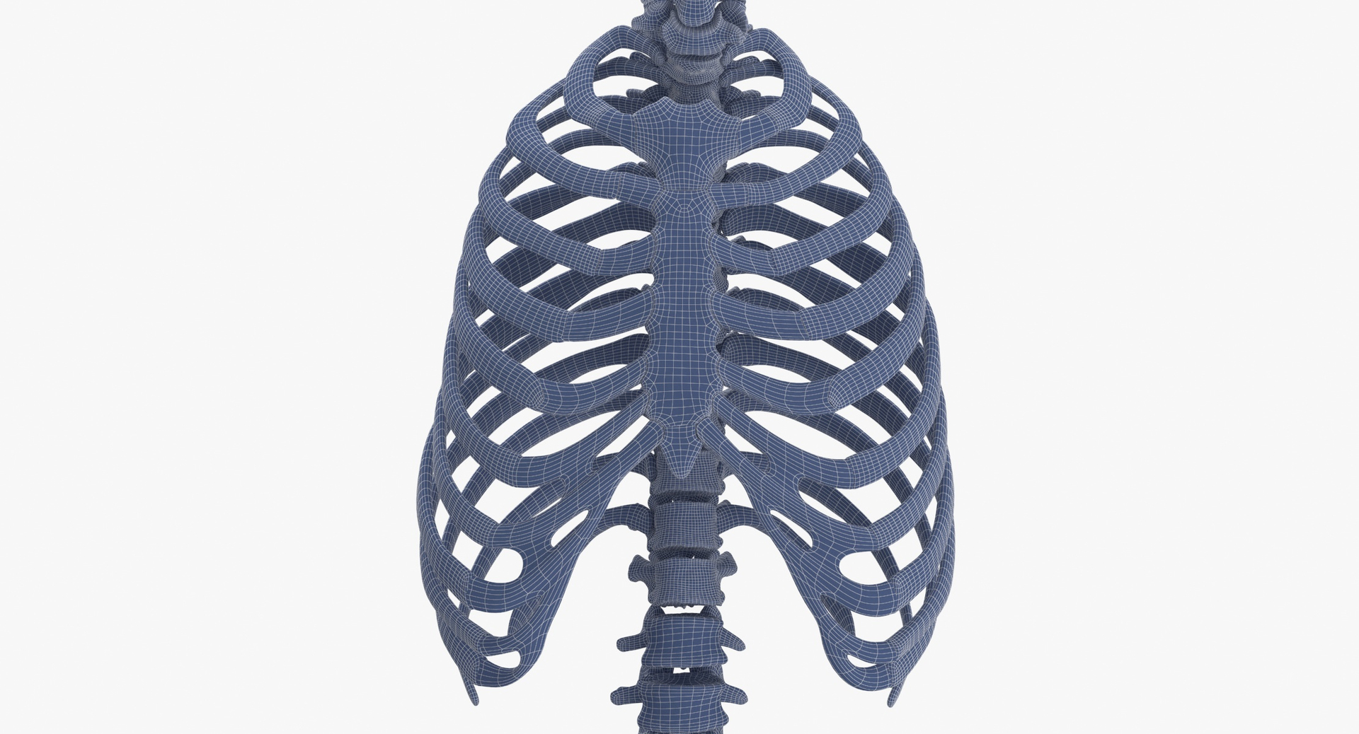 Real Human Rib Cage Spine Male Pelvis and Leg Bones Anatomy 01 White 3D ...