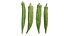Fresh Okra 02