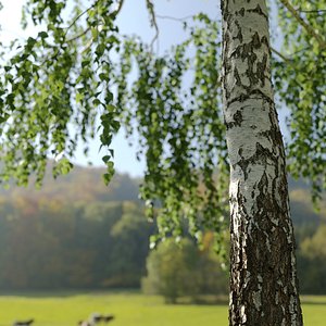 Natural Birch 1 -13 meters 3D