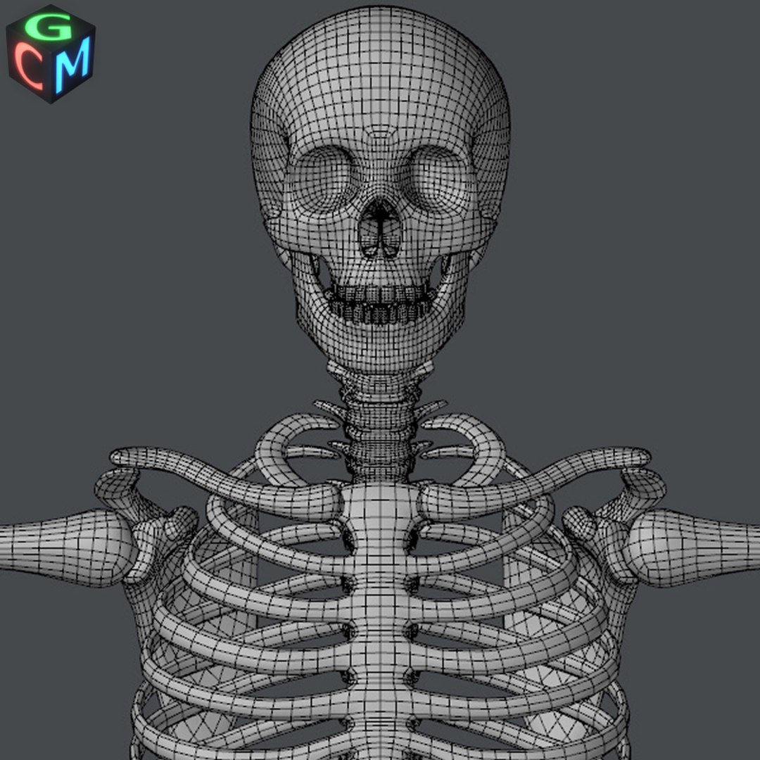 Human Skeleton Max