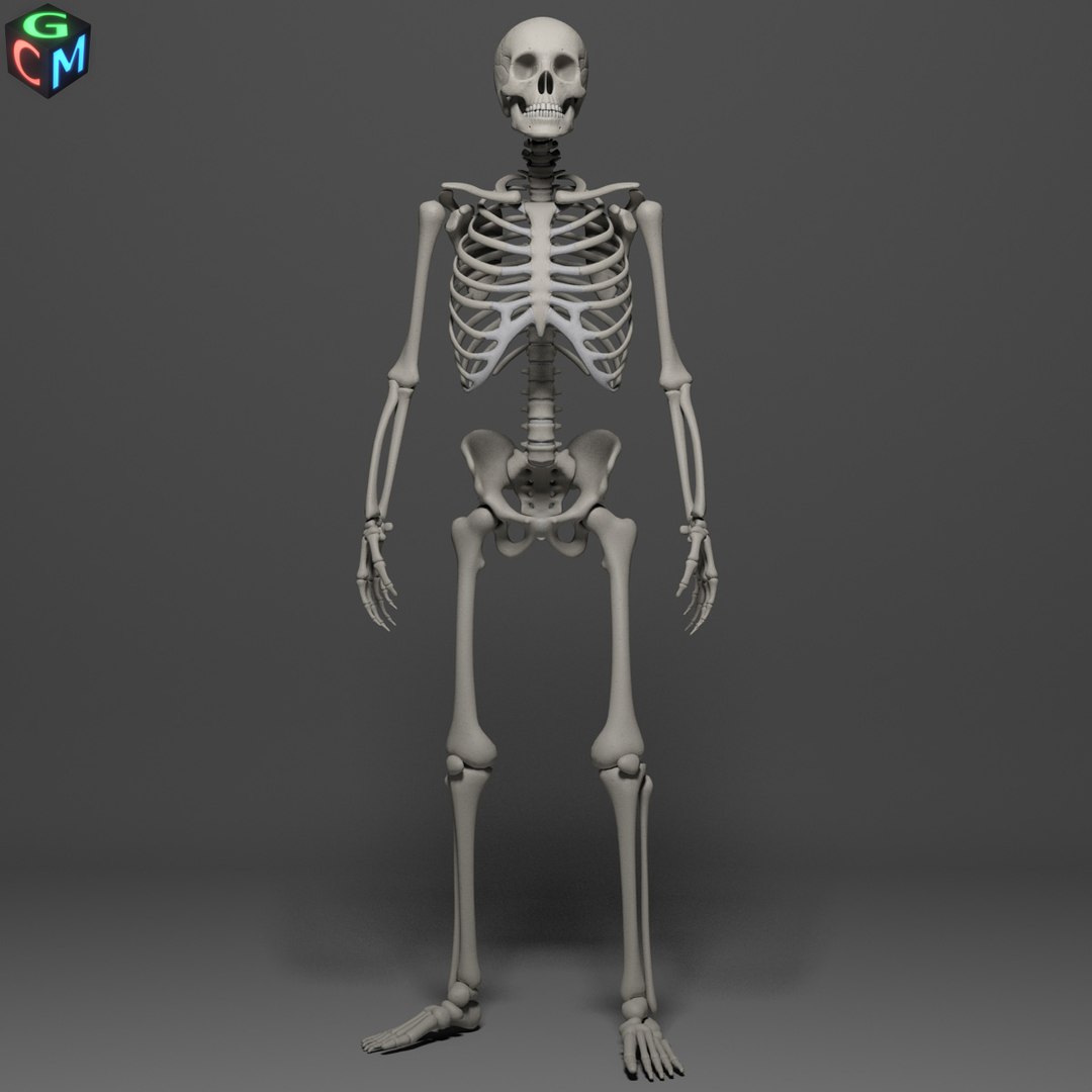 Human Skeleton Max