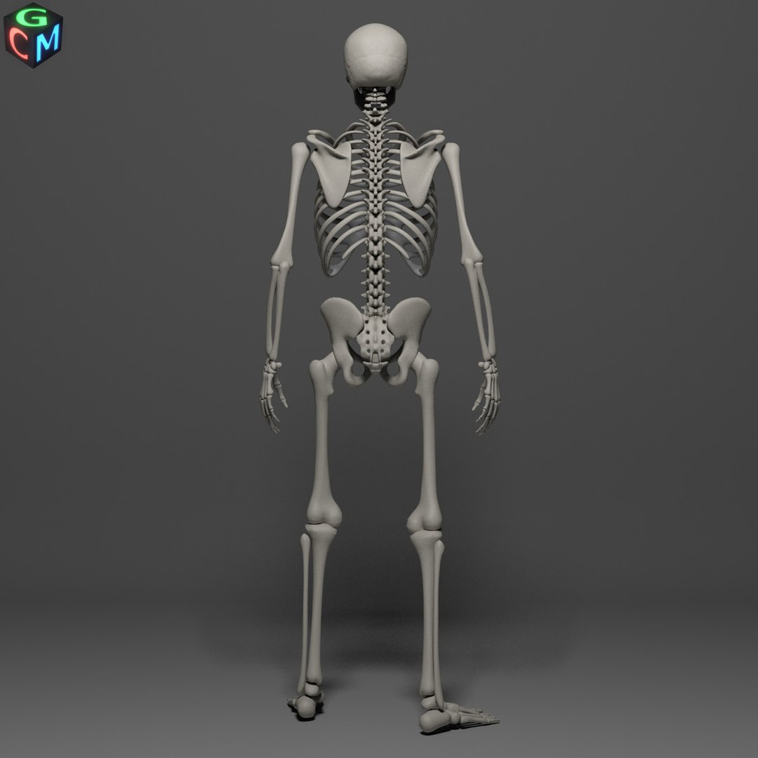 Human Skeleton Max