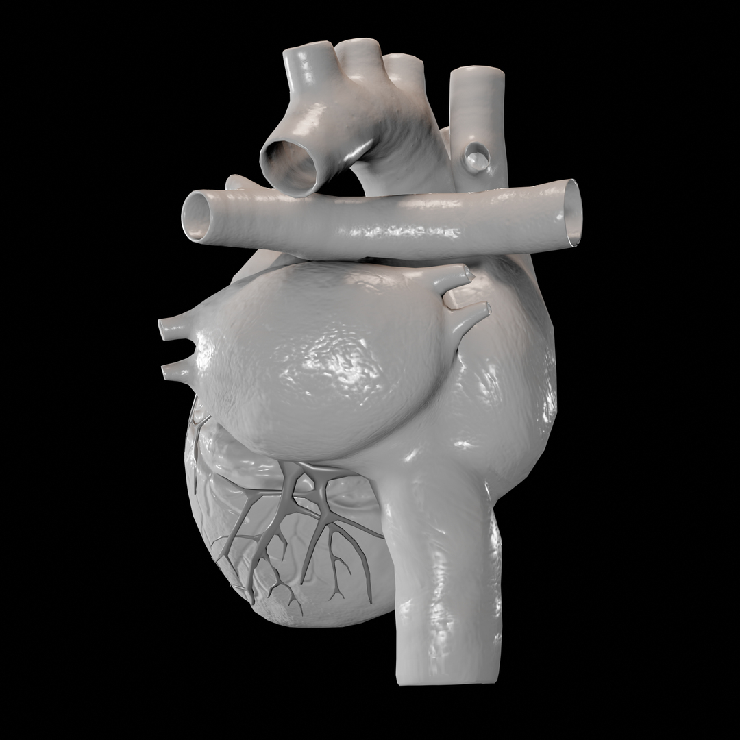 3d human heart drawing