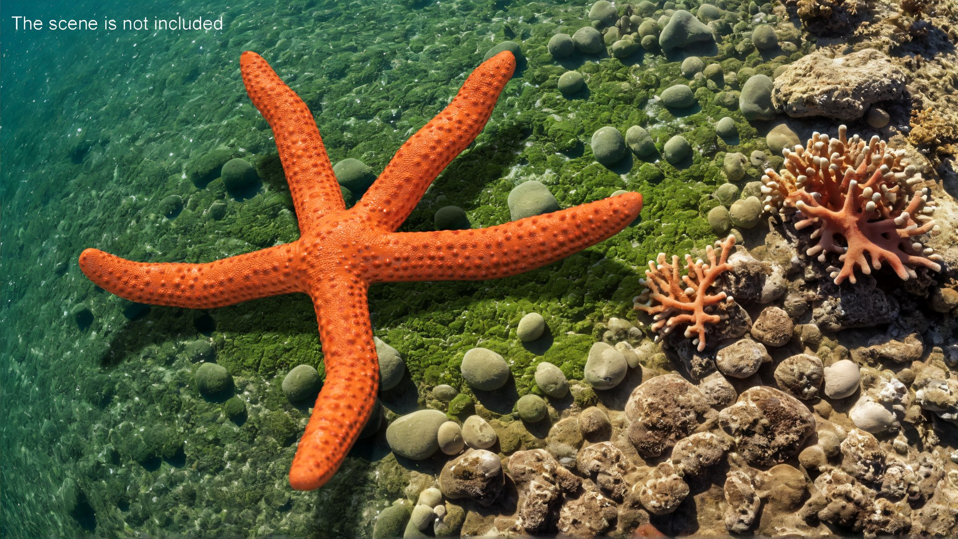 3D Red Sea Star Rigged For Cinema 4D - TurboSquid 2250662