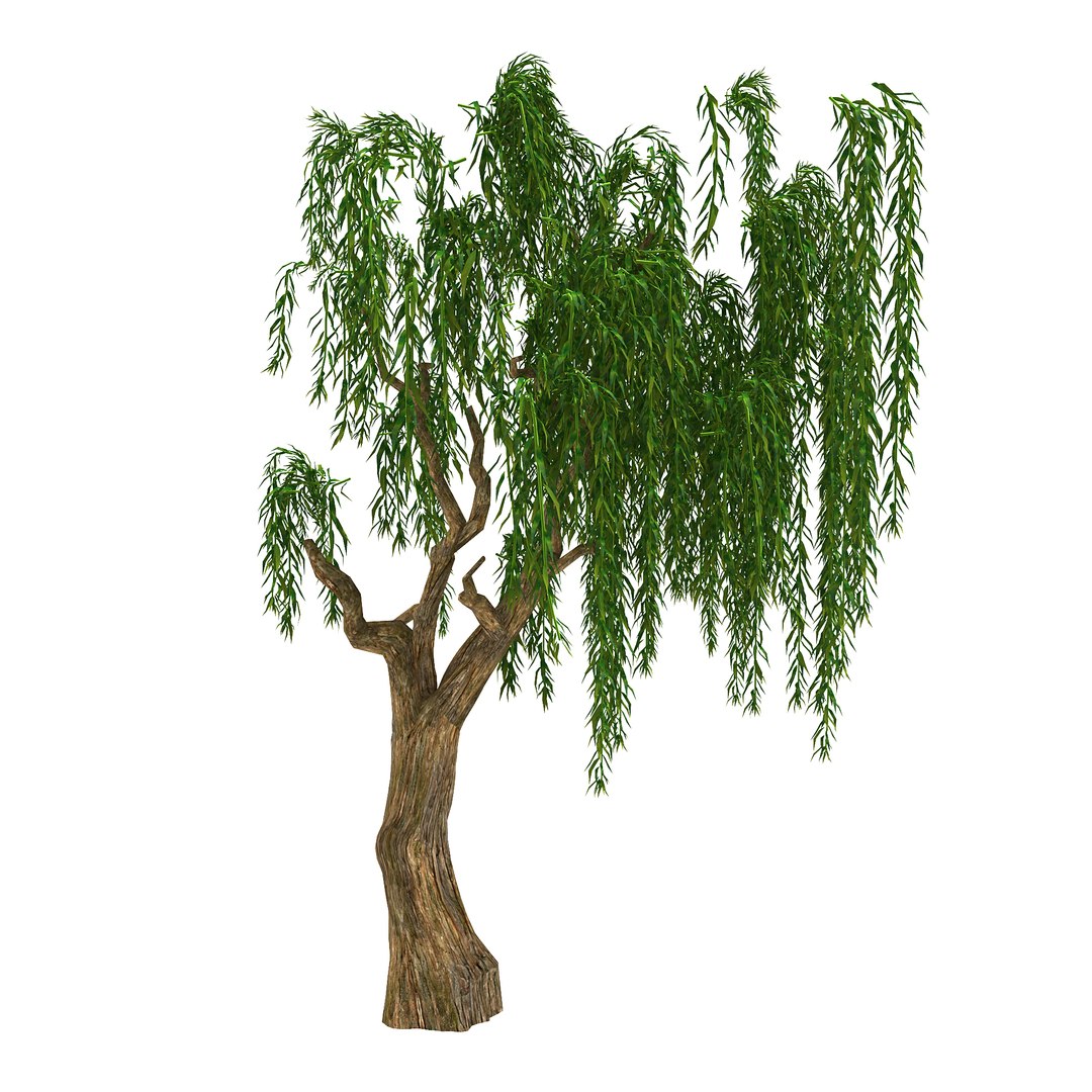 Forest Plant - Willow 3D - TurboSquid 1449211