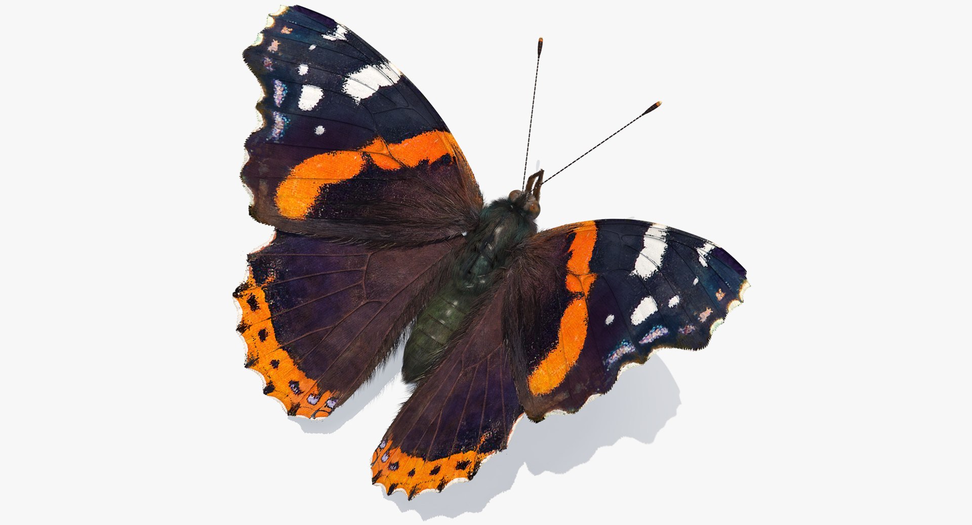 Vanessa Atalanta Butterfly with Fur 3D Model 3D model preview