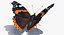 Vanessa Atalanta Motyl z futrem