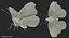 Vanessa Atalanta Motyl z futrem