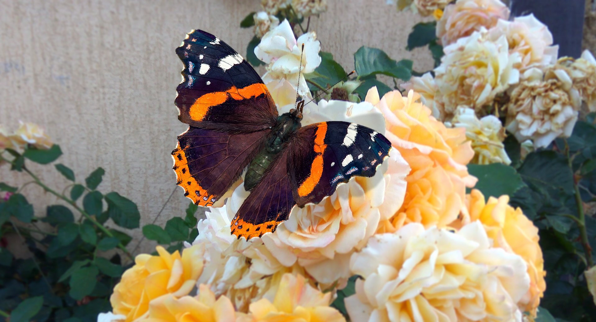 vanessa atalanta butterfly fur color 3D model https://p.turbosquid.com/ts-thumb/M1/2PkRWY/b6oO1cWL/vanessaatalantabutterflywithfur3dmodel044/jpg/1502516847/1920x1080/fit_q87/beec8b008ea62b99a23a868433729d643e3215f6/vanessaatalantabutterflywithfur3dmodel044.jpg