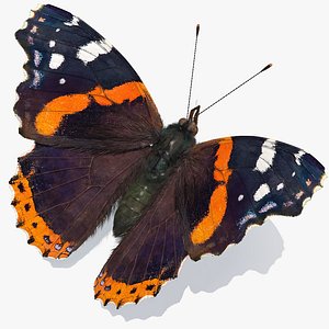 vanessa atalanta butterfly fur color 3D model