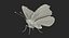 Vanessa Atalanta Motyl z futrem