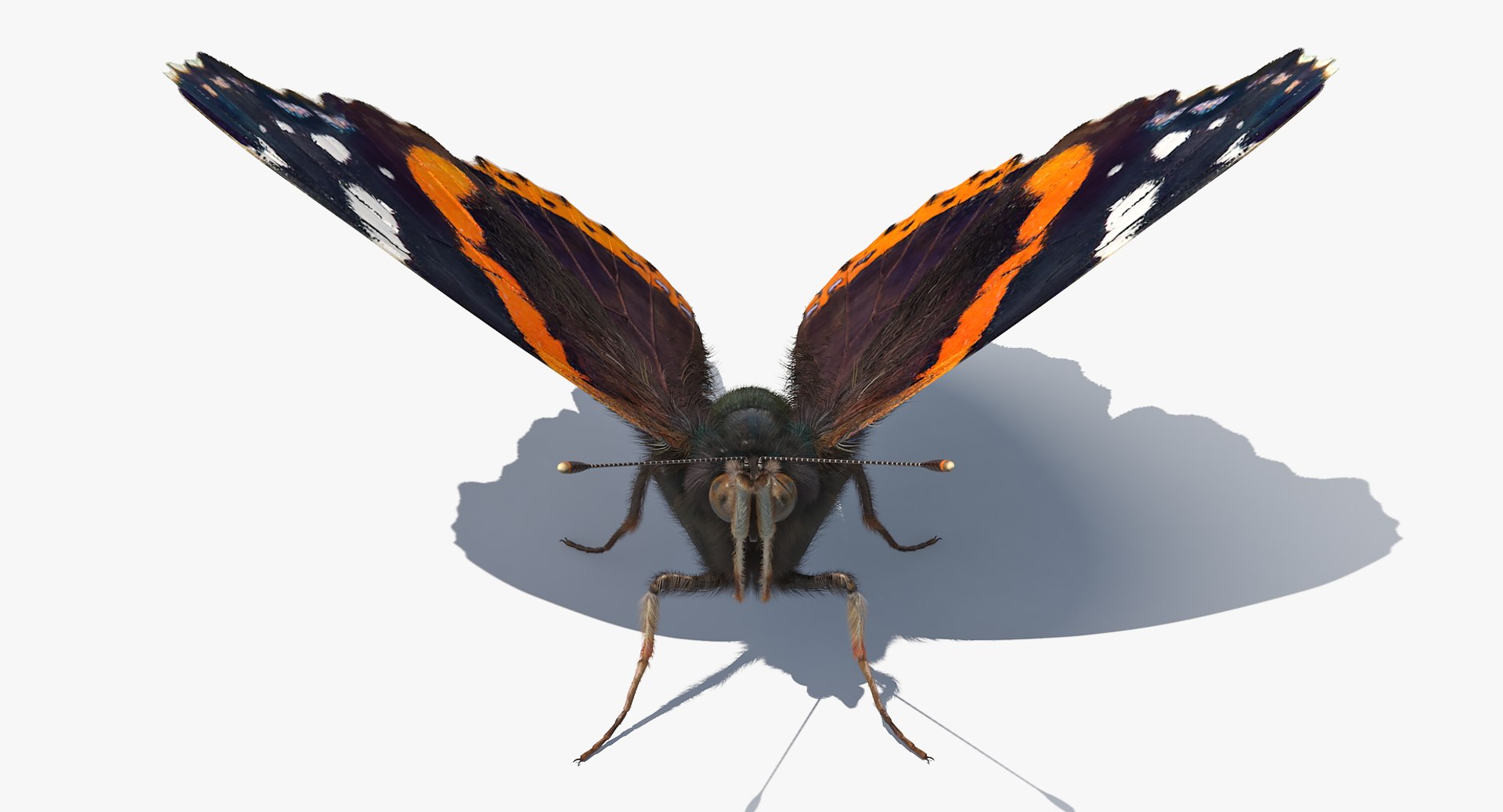 vanessa atalanta butterfly fur color 3D model https://p.turbosquid.com/ts-thumb/M1/2PkRWY/pImCiXX2/vanessaatalantabutterflywithfur3dmodel048/jpg/1502516847/1920x1080/fit_q87/bc83df9c17da7b5f5cd33823a6306c0020bc9b6e/vanessaatalantabutterflywithfur3dmodel048.jpg