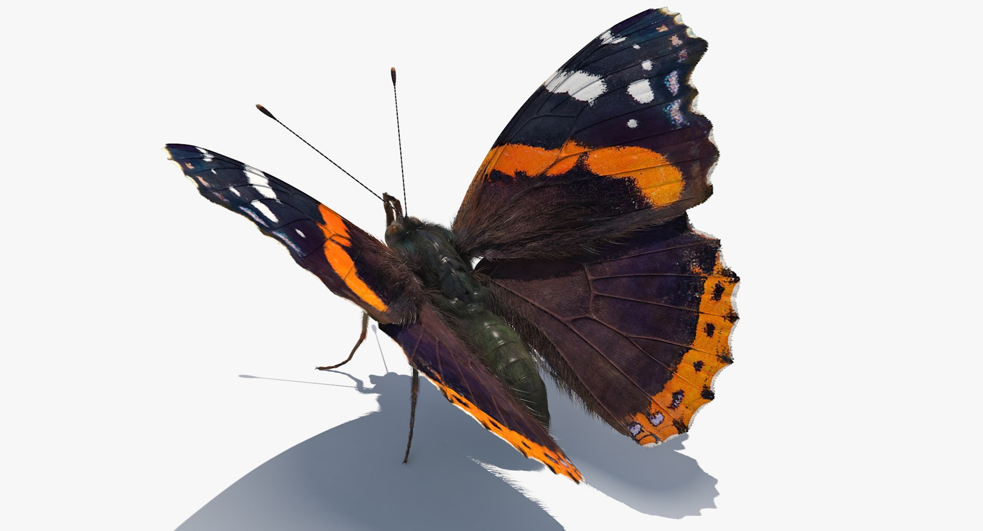 vanessa atalanta butterfly fur color 3D model https://p.turbosquid.com/ts-thumb/M1/2PkRWY/qHihI7pY/vanessaatalantabutterflywithfur3dmodel050/jpg/1502516847/1920x1080/fit_q87/1d4c7b2f1315caa1d8a3e55a4ace3402c398075f/vanessaatalantabutterflywithfur3dmodel050.jpg