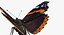 Vanessa Atalanta Motyl z futrem