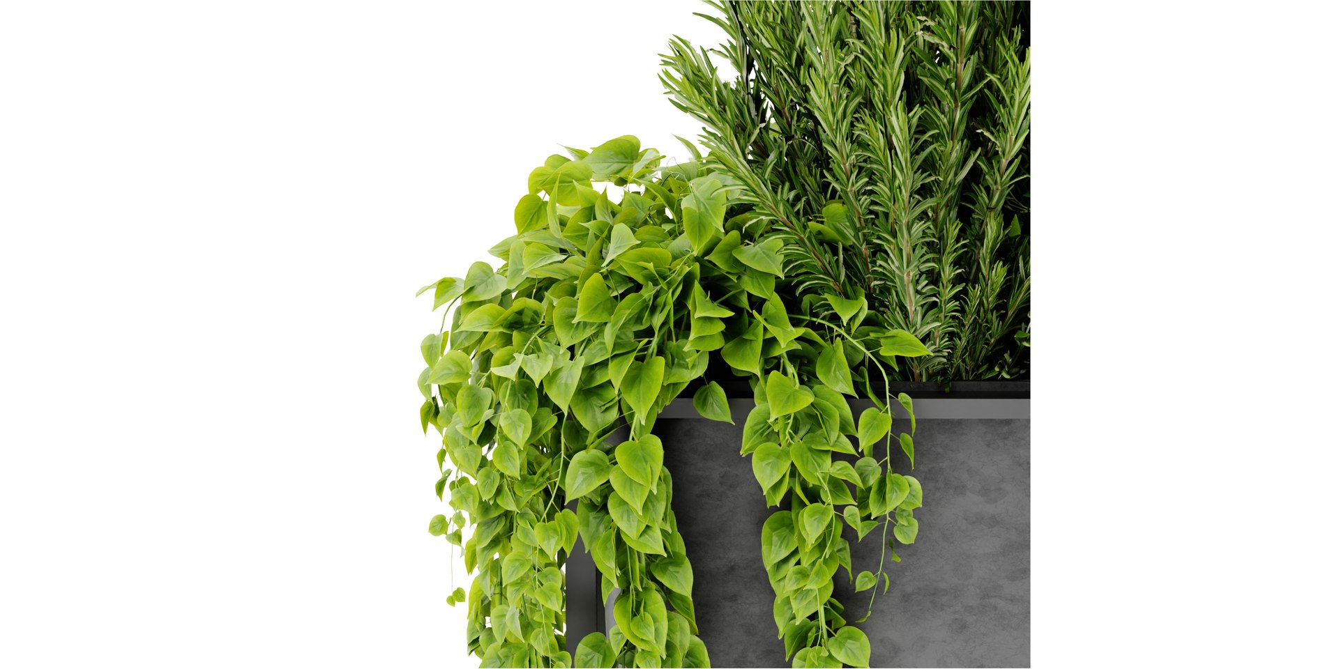 Collection plant vol 448 - blender model 3D model https://p.turbosquid.com/ts-thumb/M1/8wsoGJ/fj/5/jpg/1689844281/1920x1080/fit_q87/c84be92a3097fbe413a894ddeb2800cb8c26a06c/5.jpg