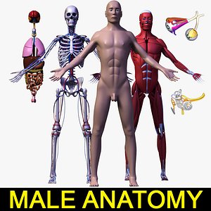 lwo human male body anatomy