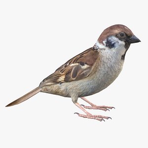 3D model Sparrow Male