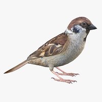 Sparrow Male