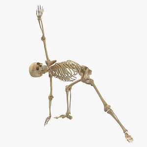 3D Real Human Female Skeleton Pose 113(1)