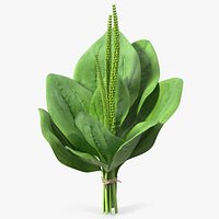 Broadleaf Plantain Herb Plant