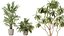 AV Zimmerpflanzen Set 150 Lutescens Areca Palme und Ficus Cyathistipula und Paradise Kentia Everlastin