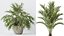 AV Zimmerpflanzen Set 150 Lutescens Areca Palme und Ficus Cyathistipula und Paradise Kentia Everlastin