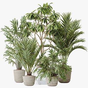 AV Indoor plants set 150 Lutescens Areca Palm and Ficus Cyathistipula and Paradise Kentia Everlastin 3D
