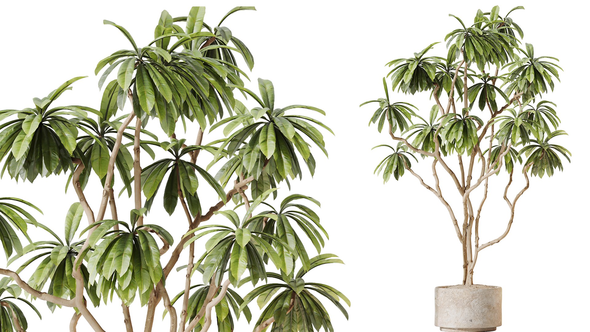 AV Indoor plants set 150 Lutescens Areca Palm and Ficus Cyathistipula and Paradise Kentia Everlastin 3D https://p.turbosquid.com/ts-thumb/M1/c0TnUC/Qa/05/png/1735213452/1920x1080/fit_q87/1932e739ef97b526d0ab46c25fdab6ce5a87e578/05.jpg