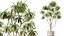 AV Zimmerpflanzen Set 150 Lutescens Areca Palme und Ficus Cyathistipula und Paradise Kentia Everlastin