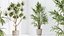 AV Zimmerpflanzen Set 150 Lutescens Areca Palme und Ficus Cyathistipula und Paradise Kentia Everlastin