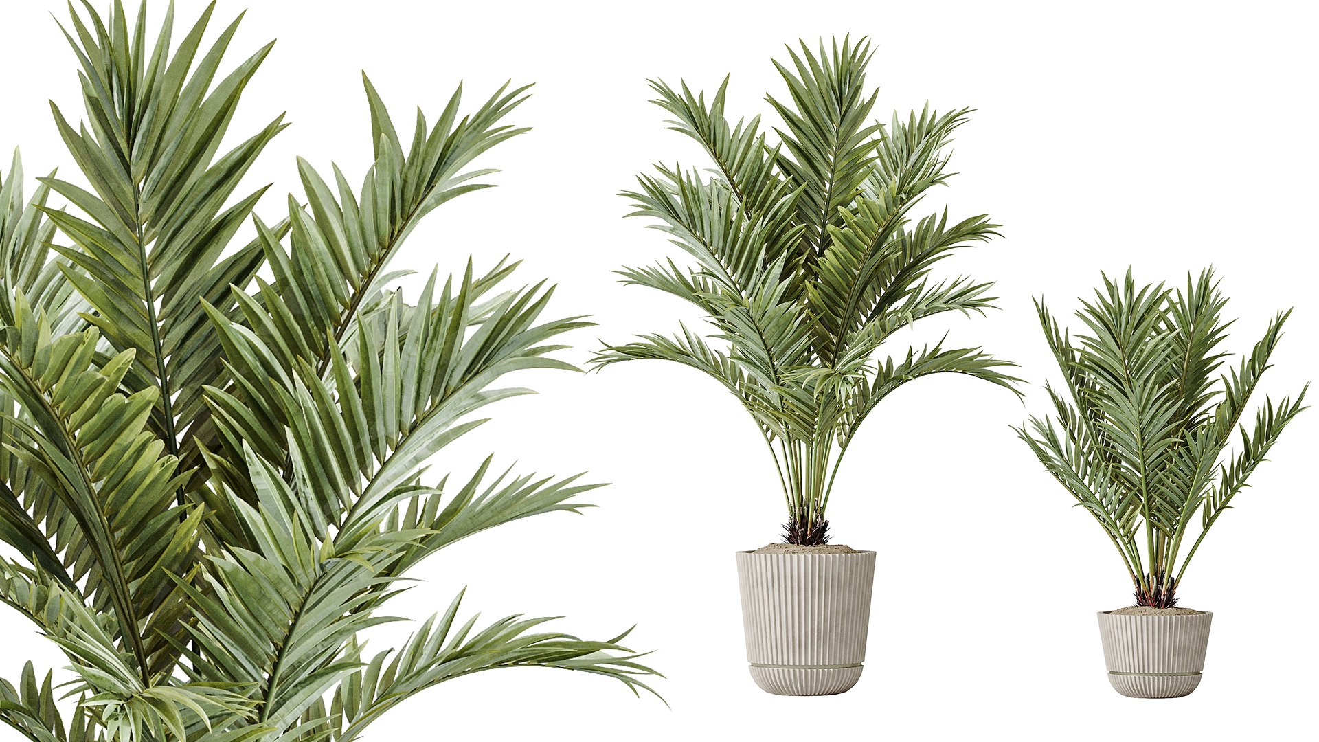 AV Indoor plants set 150 Lutescens Areca Palm and Ficus Cyathistipula and Paradise Kentia Everlastin 3D https://p.turbosquid.com/ts-thumb/M1/c0TnUC/y6/06/png/1735213457/1920x1080/fit_q87/e742f01ab312a5935d532ddbbd153a32eb3f2e2a/06.jpg