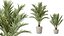 AV Zimmerpflanzen Set 150 Lutescens Areca Palme und Ficus Cyathistipula und Paradise Kentia Everlastin