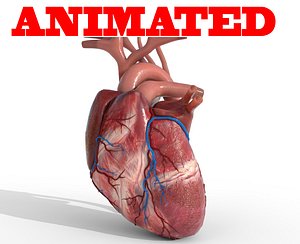 human heart animation 3D
